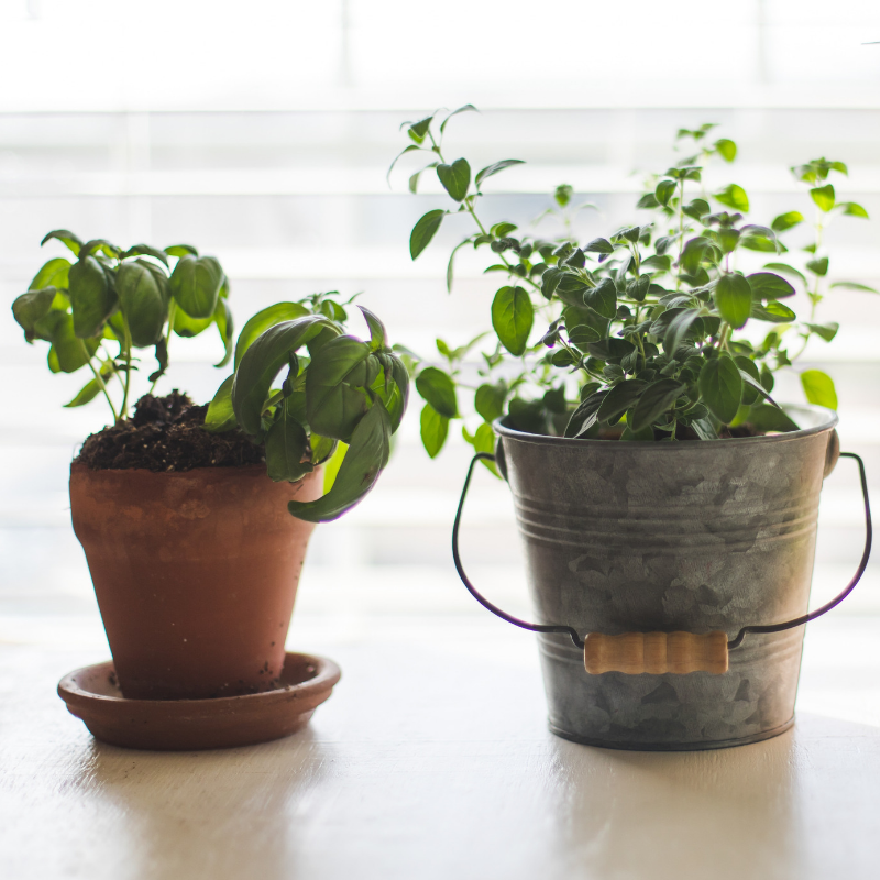 7 of the best herbs and vegetables to grow indoors
